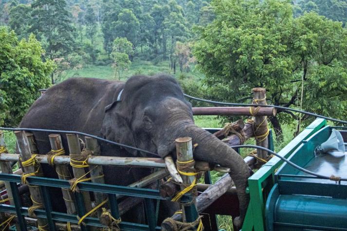 Elefante que robaba arroz y mató a seis personas es capturado en India