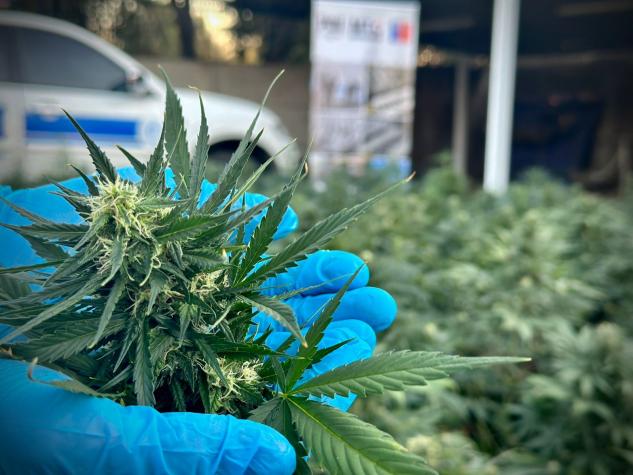 PDI incauta gramos y plantas de cannabis avaluadas en 150 millones de pesos en La Pintana