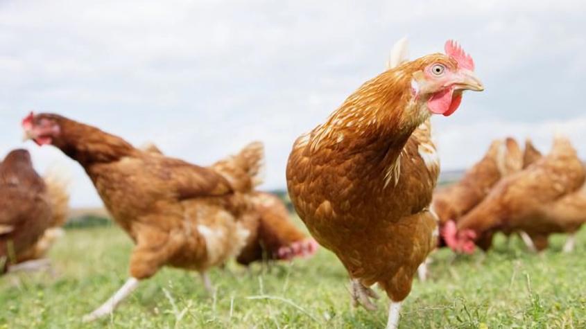 Hombre irá a la cárcel por "matar de un susto" a más de mil pollos de su vecino