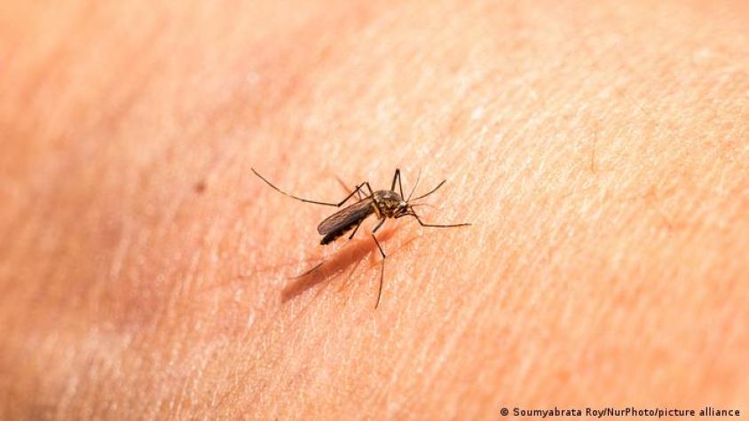 Mosquitos de laboratorio contra enfermedades infecciosas