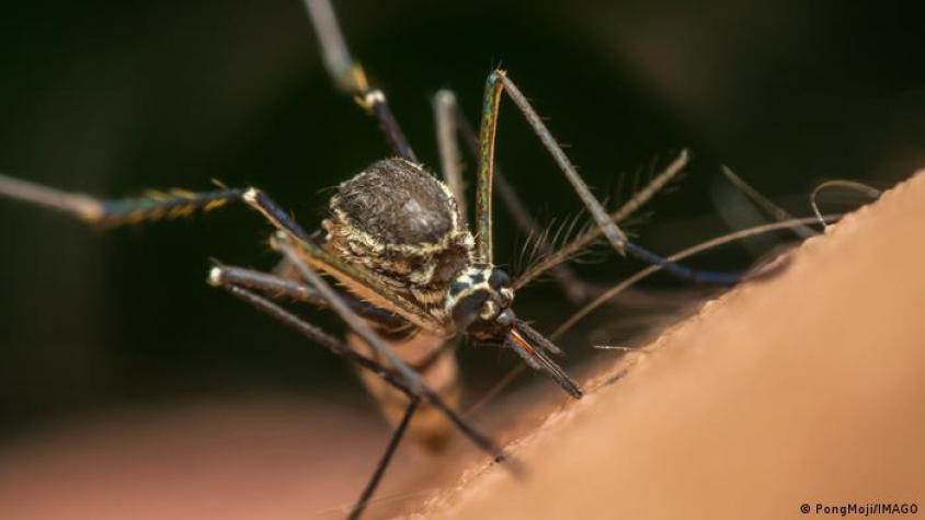 La saliva de mosquito puede debilitar nuestro sistema inmunitario, según estudio