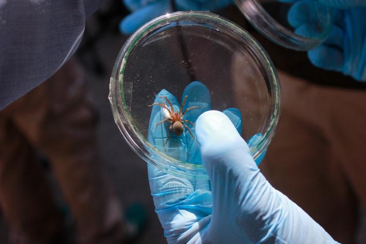 Científicos chilenos elaboran el primer tratamiento contra mordedura de araña de rincón