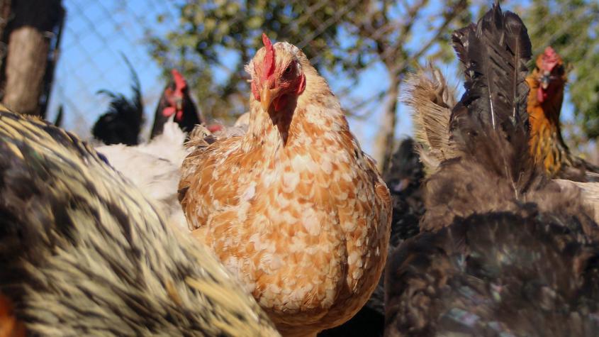 Chileno se contagió de gripe aviar y desarrolló dos mutaciones de la enfermedad