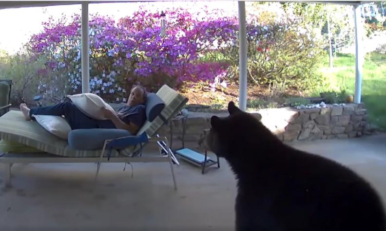 [VIDEO] Se hizo viral: Hombre es sorprendido por un oso cuando descansaba en su patio