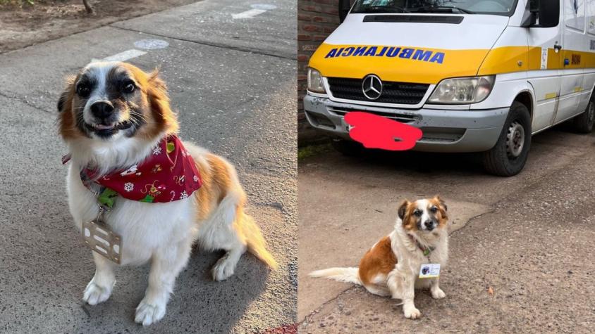 [FOTOS] El tierno perrito rescatado que se hizo viral por ser el guardián de Cesfam La Estrella