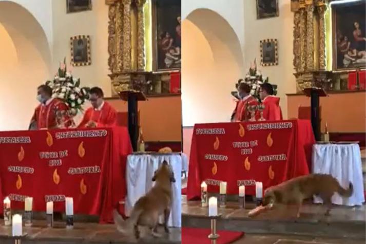 [VIDEO] Perro se roba el pan en plena misa y se hace viral