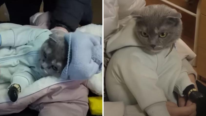 Mujer fue detenida tras disfrazar gato como bebé para transportar droga