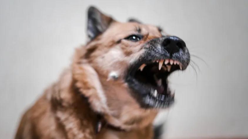 Mujer murió atacada por jauría de perros en Buin: Hombre que intentó socorrerla resultó herido