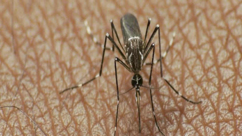 Mosquito del dengue se acerca a la RM: Detectaron nuevos casos en Los Andes