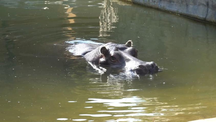 Hasta siempre "Menchi", la querida hipopótamo: En 1989 viajó de Argentina a Chile
