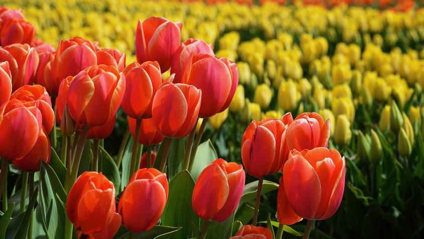 Cómo los tulipanes le salvaron la vida a millones de personas durante la Segunda Guerra Mundial