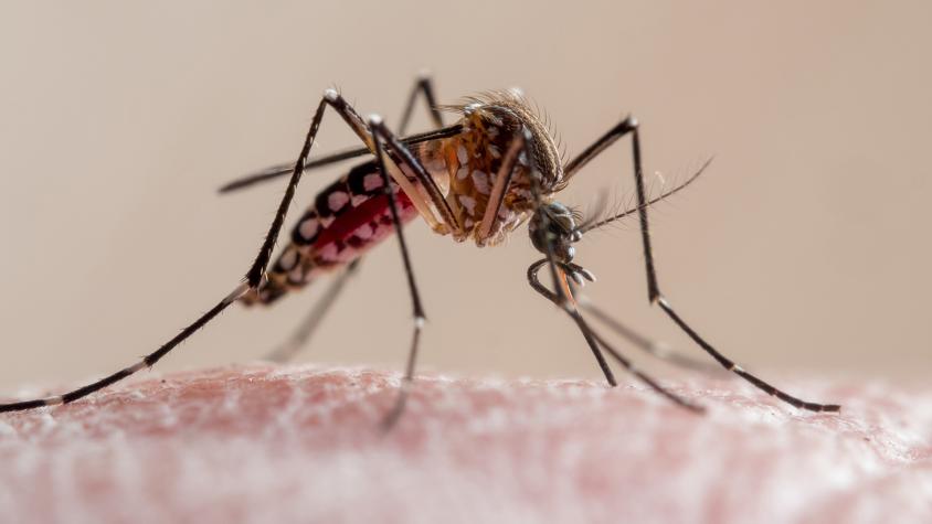 Dengue en Chile: detectan el mosquito que lo transmite en Los Andes