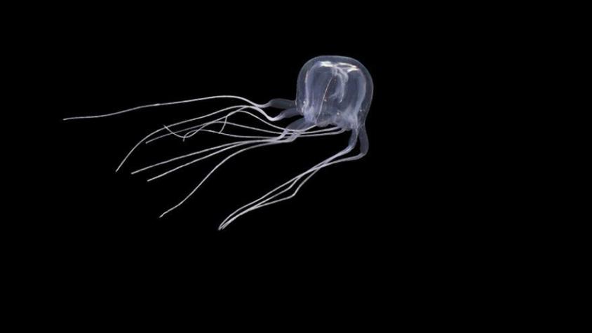 Descubren nueva especie de medusa con 24 ojos