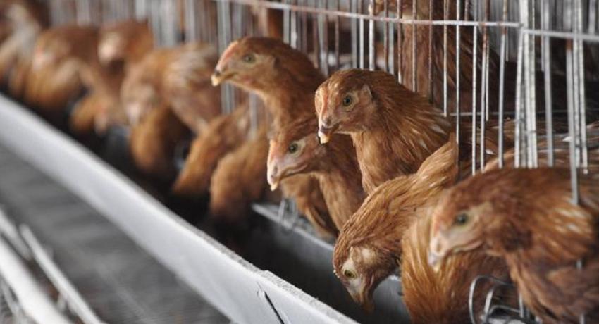 OMS: China reporta la primera muerte humana por gripe aviar H3N8