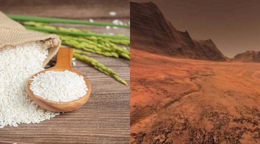 Comida en Marte: arroz modificado genéticamente podría cultivarse en el suelo marciano