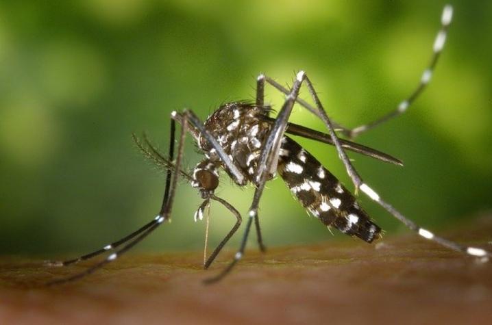 OMS alerta por aumento del mosquito que transmite el dengue en América del Sur y Europa