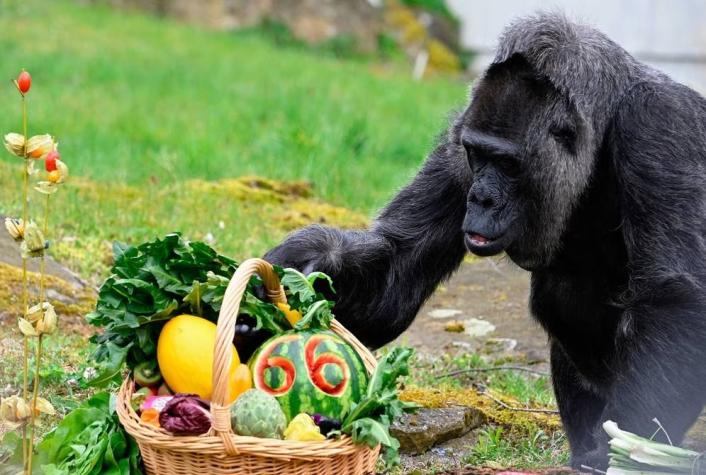Increíble: la gorila más longeva del mundo cumplió 66 años