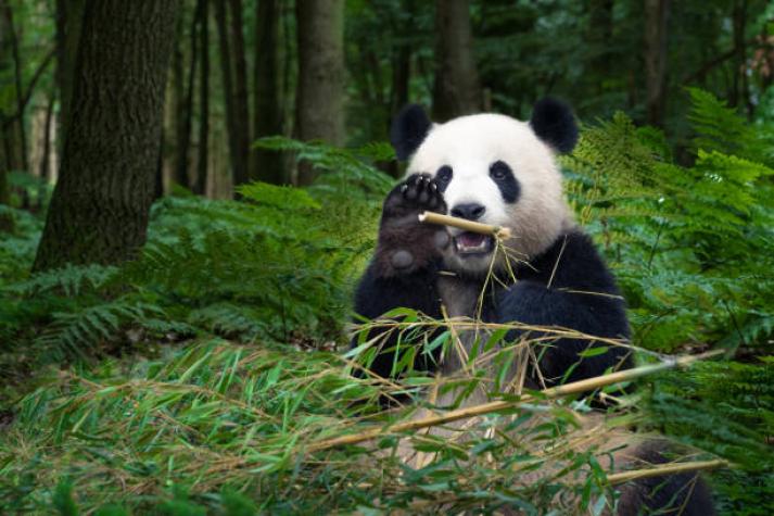 [VIDEO] Oso panda se atragantó con comida y su cuidador lo salvó con la maniobra de Heimlich