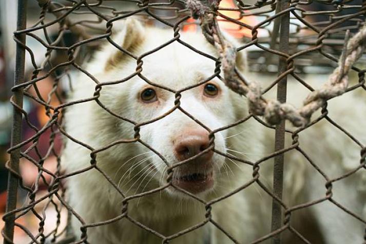 Inédito: Perro participó de juicio por maltrato animal en su contra