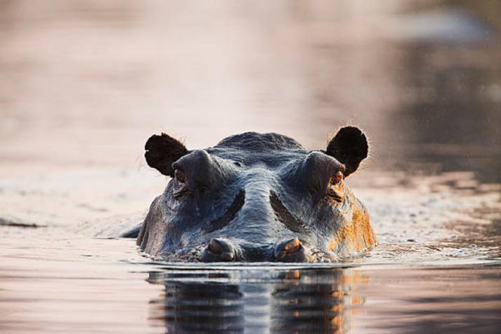 Hipopótamo que perteneció a Pablo Escobar muere atropellado en carretera de Colombia