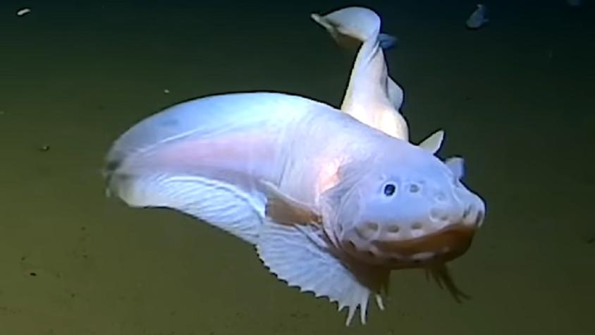 Captan a pez a 8.336 metros de profundidad en las costas de Japón: hallazgo marca nuevo récord de supervivencia