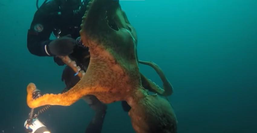 [VIDEO] Buzo estuvo a punto de morir estrangulado por un pulpo gigante del Pacífico