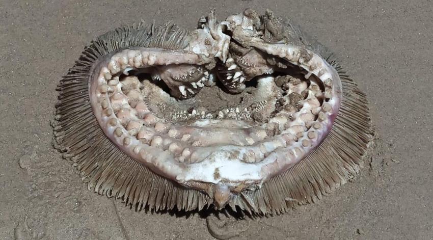 Hallan extraña criatura varada en la playa: creen que son "restos alienígenas"