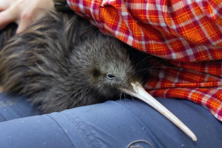 [FOTOS] Nueva Zelanda salva de la extinción a los kiwis, su ave más tradicional