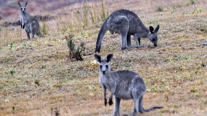 Australia evalúa sacrificar canguros para evitar que mueran de hambre