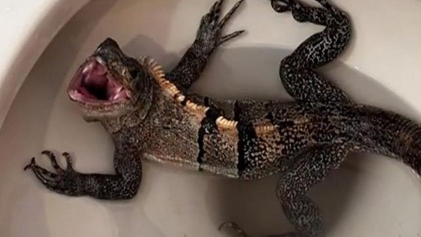 Pasó el susto de su vida: hombre fue al baño y se encontró un enorme reptil en el WC