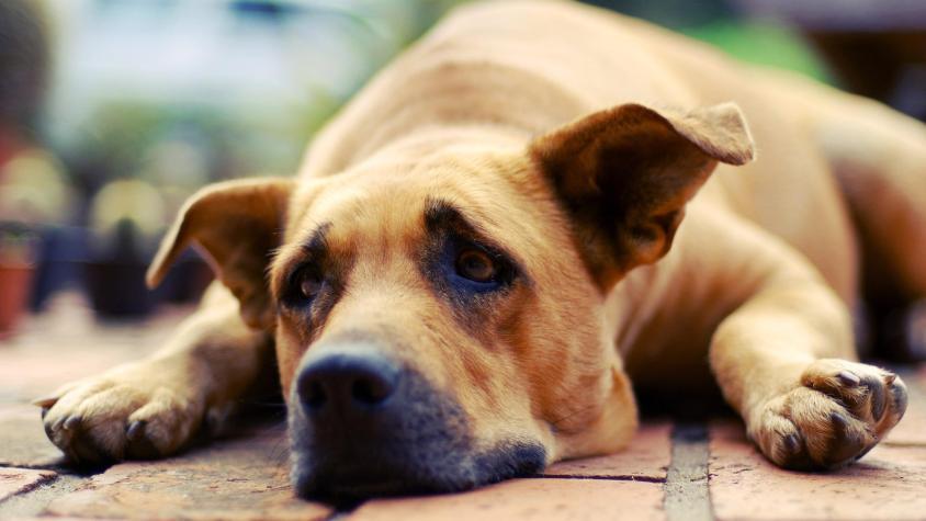 Investigan caso de maltrato animal en Copiapó: Perritas habrían sido lanzadas desde un edificio