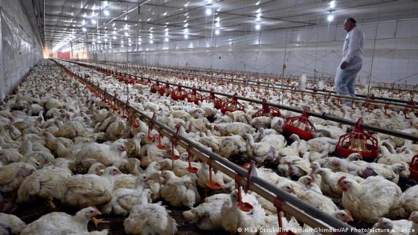 Brasil declara "emergencia zoosanitaria" por gripe aviar