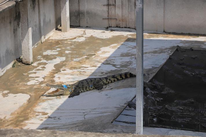 Adulto mayor de 72 años murió despedazado por 40 cocodrilos en Camboya: Animales comieron uno de sus brazos