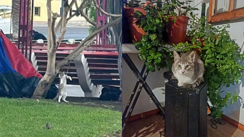 Maltrato animal en Antofagasta: Rescatan a gata que estaba amarrada a un árbol 