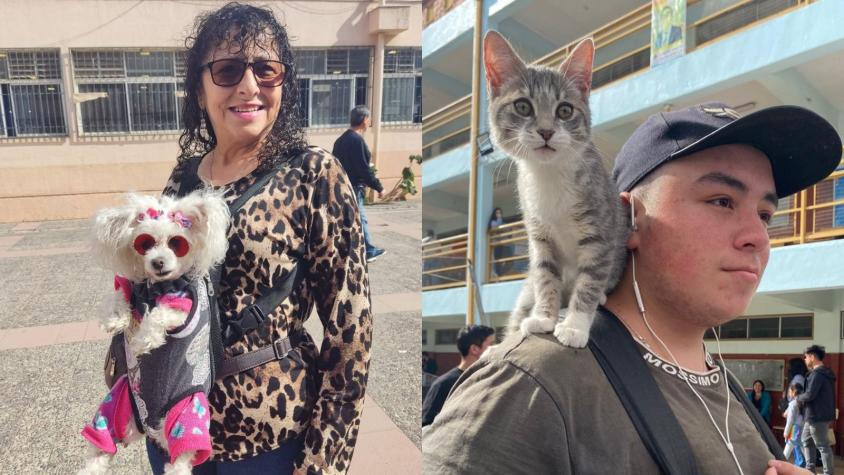 [FOTOS] De michis a firulais: Perros y gatos se roban las miradas en locales de votación