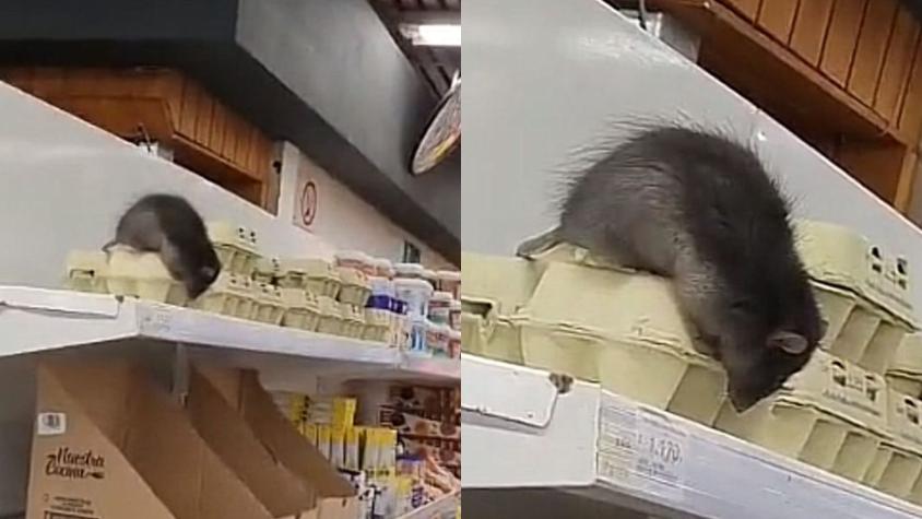 Pillan gigantesca rata sobre huevos en un supermercado de Loncoche
