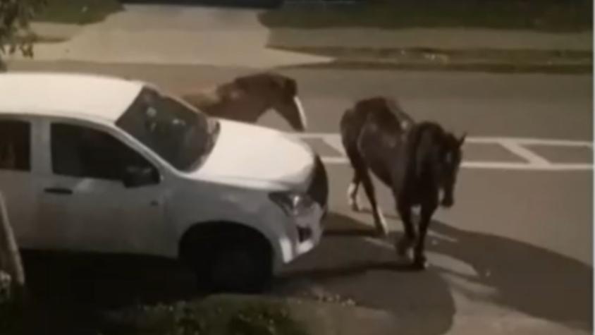 Un peligro para peatones y automovilistas: Caballos y vacas "se toman" zona residencial de Concepción