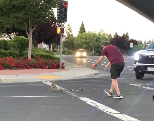 Hombre que ayudaba a patos a cruzar la calle murió atropellado en Estados Unidos