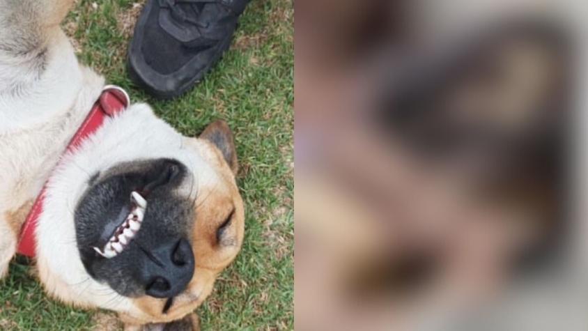 La Serena: Denuncian que cadáveres de perros habrían sido usados en laboratorio veterinario de universidad