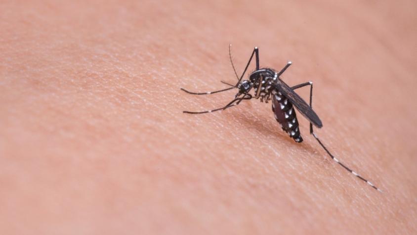 Minsal decreta Alerta Sanitaria en siete regiones por presencia del mosquito del dengue