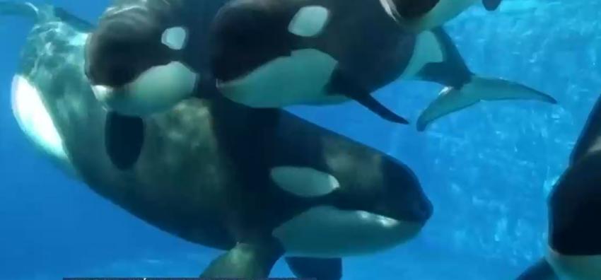 ¿Venganza?: Aumentan ataques de orcas a embarcaciones