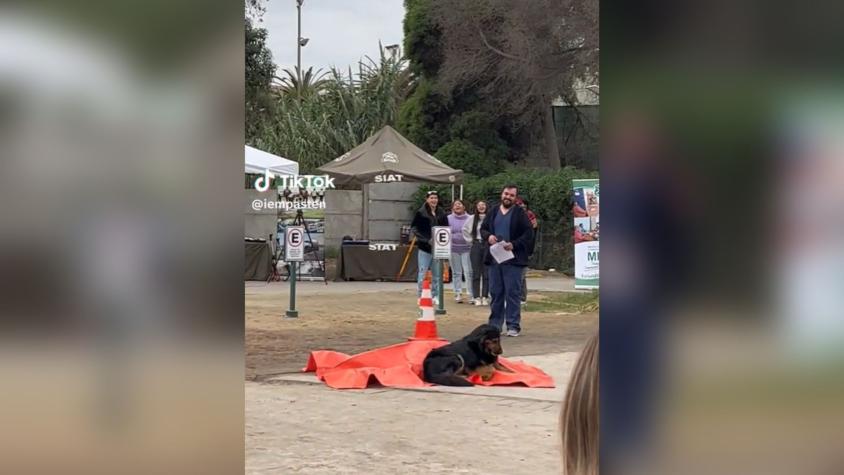 Perro se hace viral por echarse encima de un "muerto" en La Serena: ¿Cuál es la verdad tras el registro?