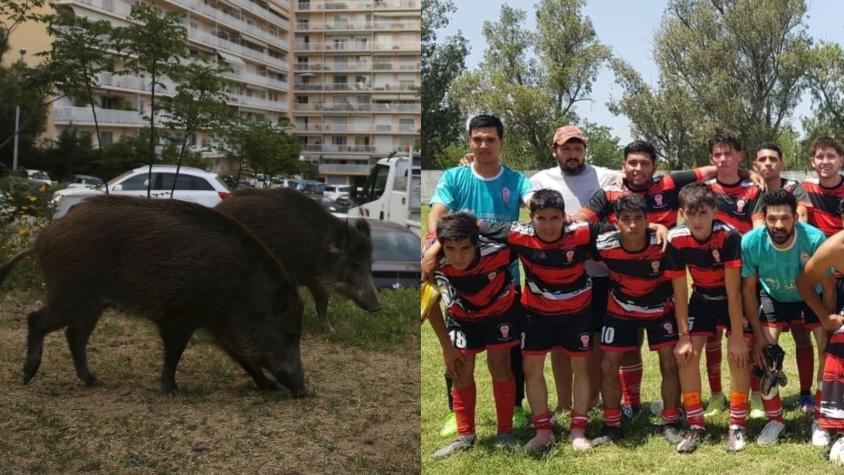 Salió a cazar, amigo lo confundió con un jabalí y lo mató