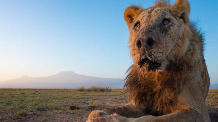 Matan con lanzas a Loonkito, el león en libertad considerado como uno de los más viejos del mundo