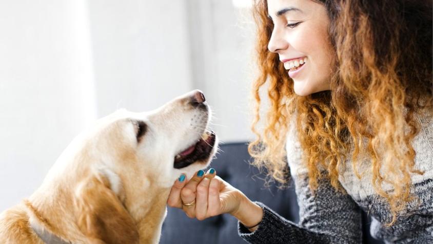 Qué enfermedades te pueden transmitir las mascotas y 5 consejos para evitarlas