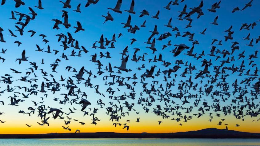 Por qué la contaminación lumínica contribuye a la muerte de millones de aves cada año