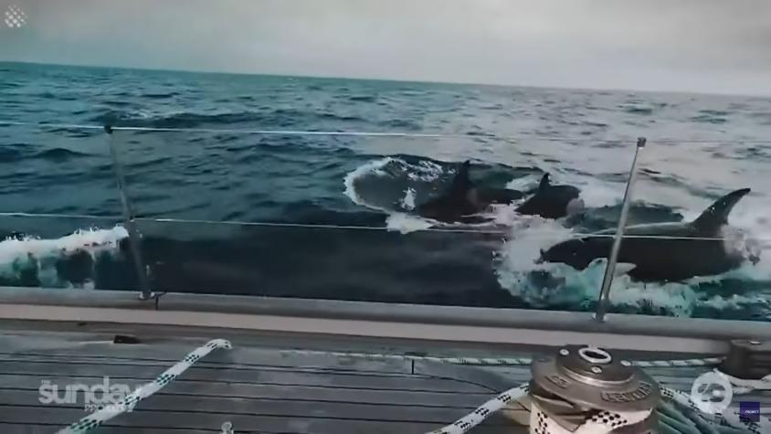 Ballenas asesinas hunden tres barcos en Marruecos: ¿Cuál es la razón?