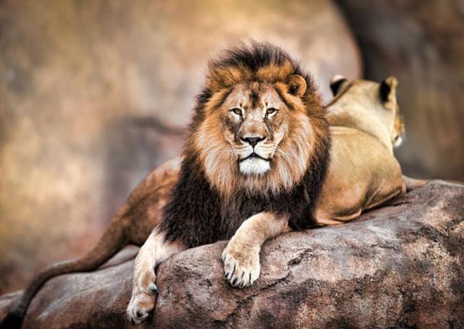 Seis leones fueron asesinados por pastores en Kenia Seis leones fueron asesinados por pastores en Kenia