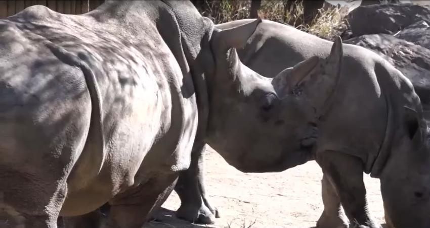 [VIDEO] La exitosa rinoplastía de Hanna, la rino del Buin Zoo