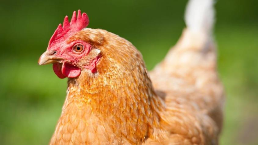 VIDEO | Niña entendió mal la tarea que le dio un profesor y llevó una gallina a clases